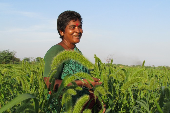 Nagalakshmi has sown kodo and foxtail millet on her small farm in Anantapur District, Andhra Pradesh. 